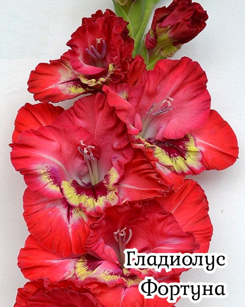 Гладиолус Фортуна