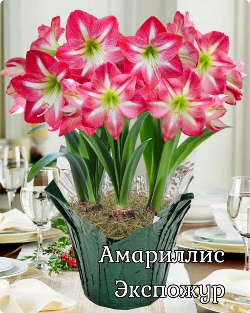 Амариллис Экспожур