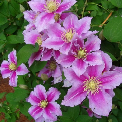 Клематис Пиилу