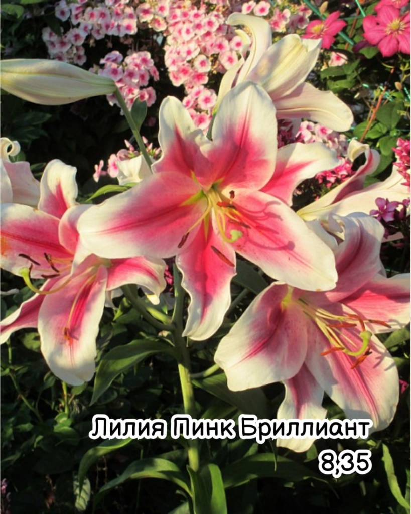 Лилия Пинк Бриллиант