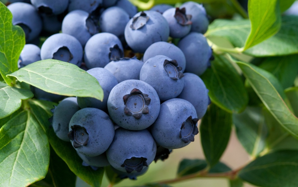 Голубика Шантеклер