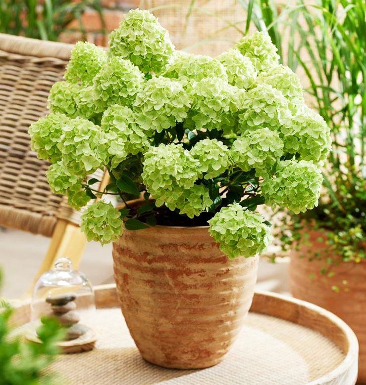 Гортензия метельчатая Петит Черри