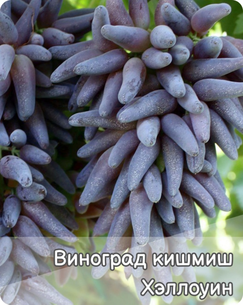 Виноград Хэллоуин Кишмиш