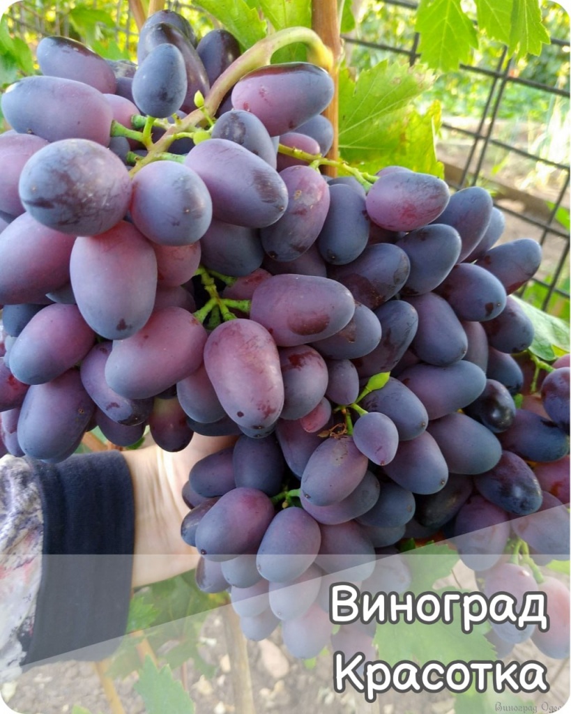 Виноград Красотка
