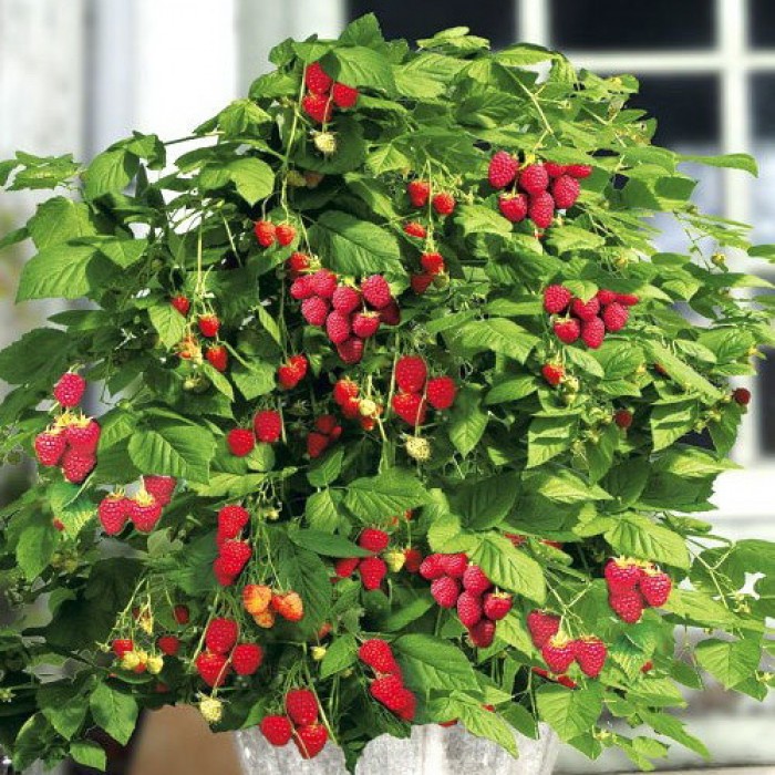  Малина Бон Бон Берри 