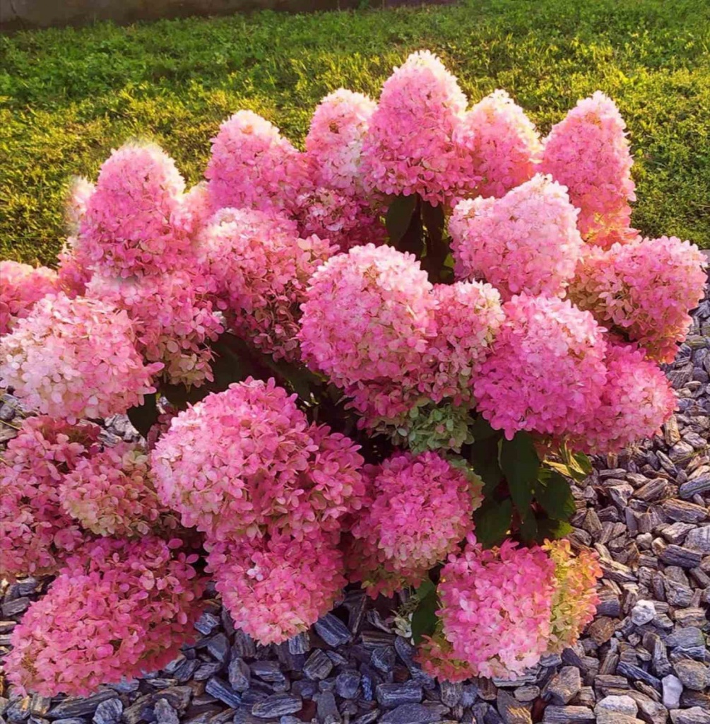 Гортензия метельчатая Пинклайт 