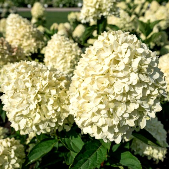 Гортензия метельчатая Cotton Cream 