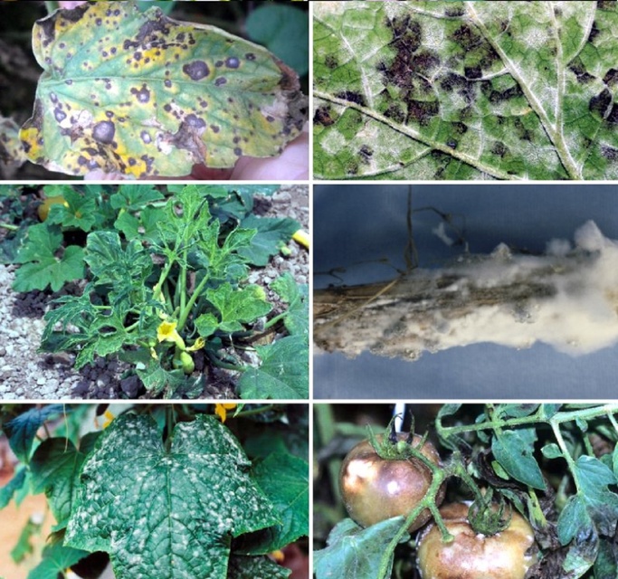 Лекция «Болезни и вредители овощных культур»