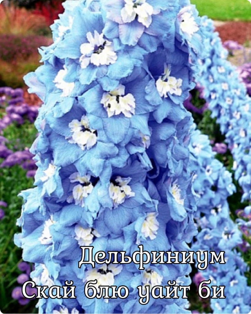 Дельфиниум Скай Блю Уайт Би