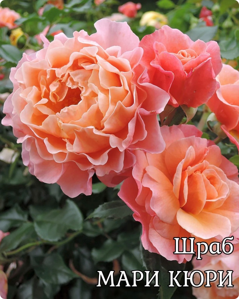 Роза Шраб Мари Кюри