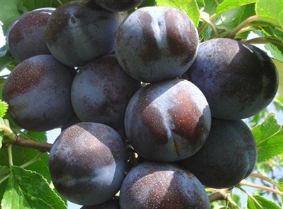 Саженцы сливы «Блю фри»