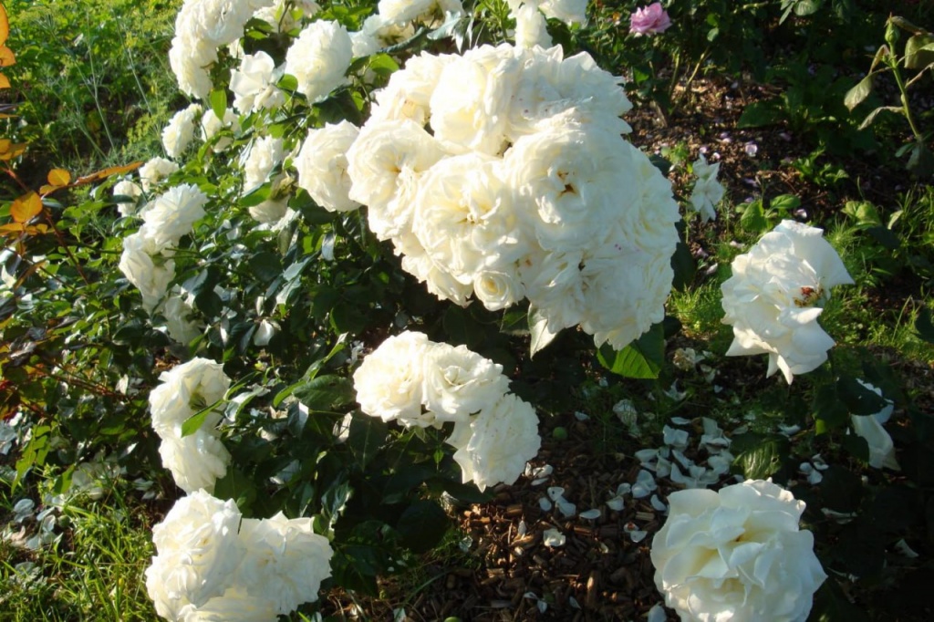 Роза спрей Алабастер