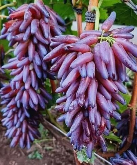 Виноград Хэллоуин Кишмиш