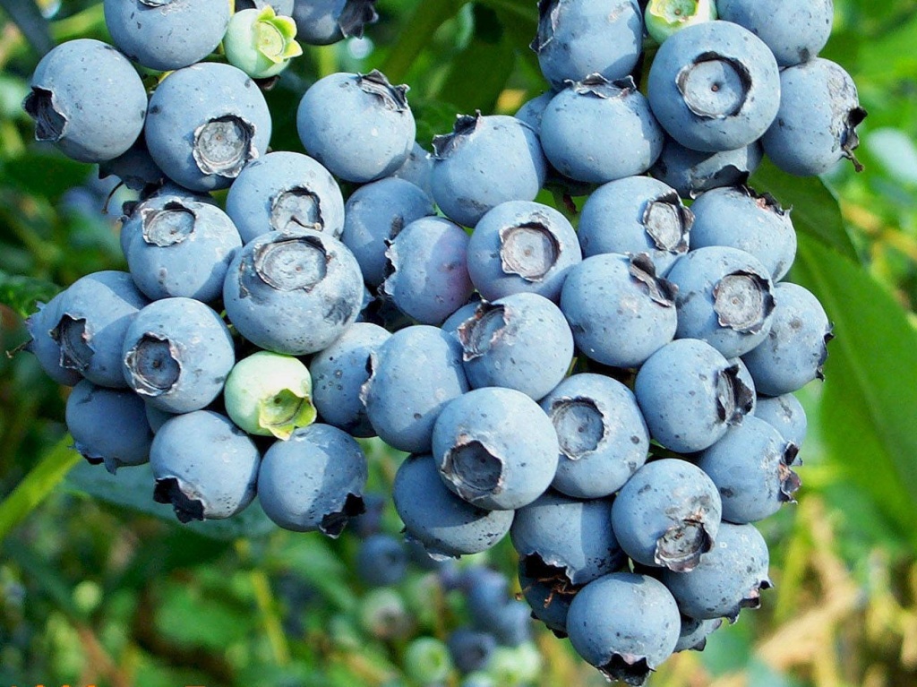 Голубика Аврора