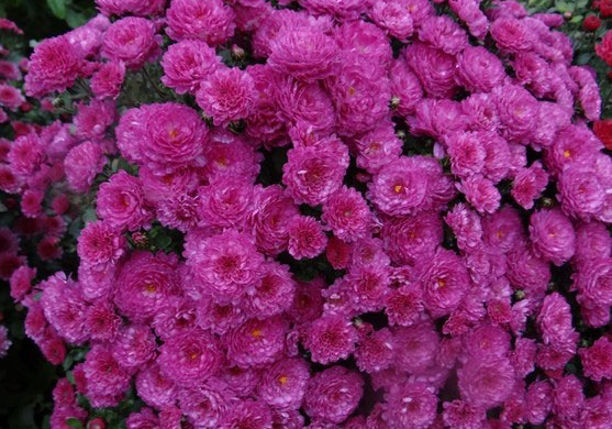 Хризантема Gigi Dark Pink (34)