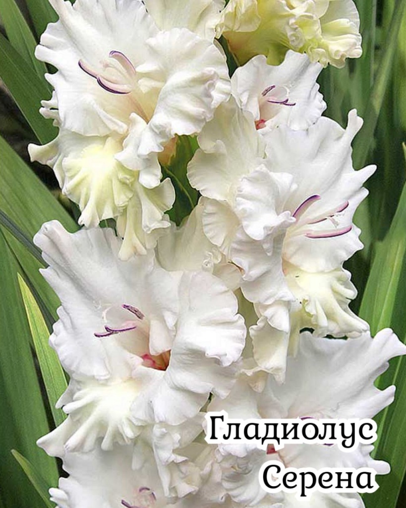 Гладиолус Серена