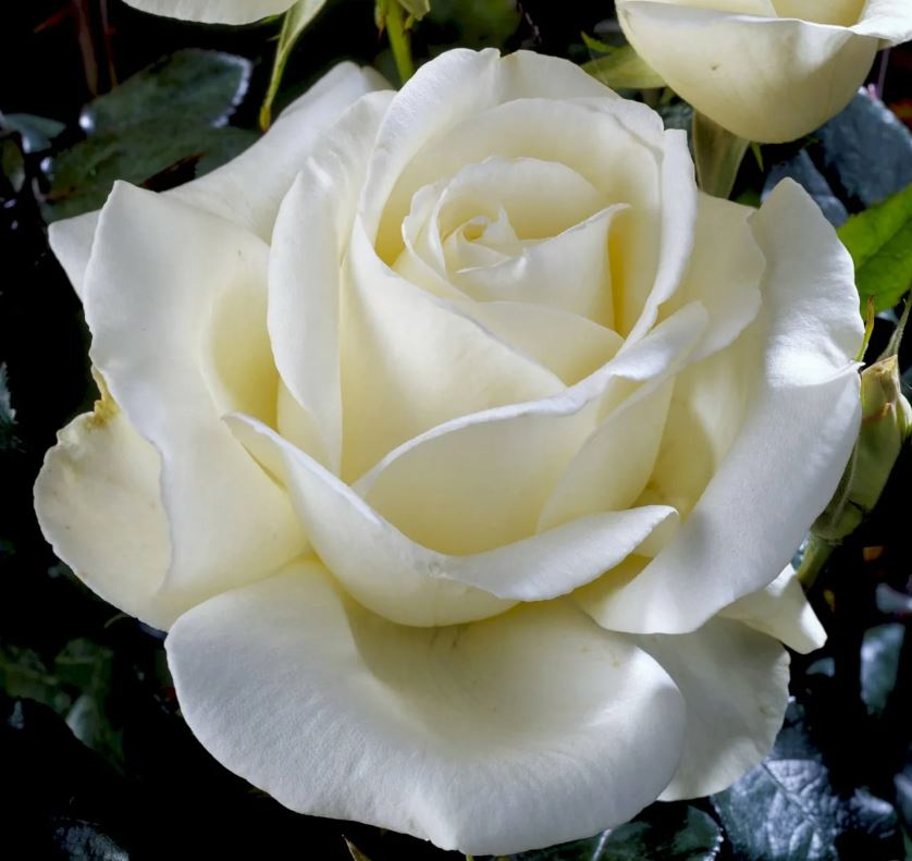 Роза чайно-гибридная Айсленд