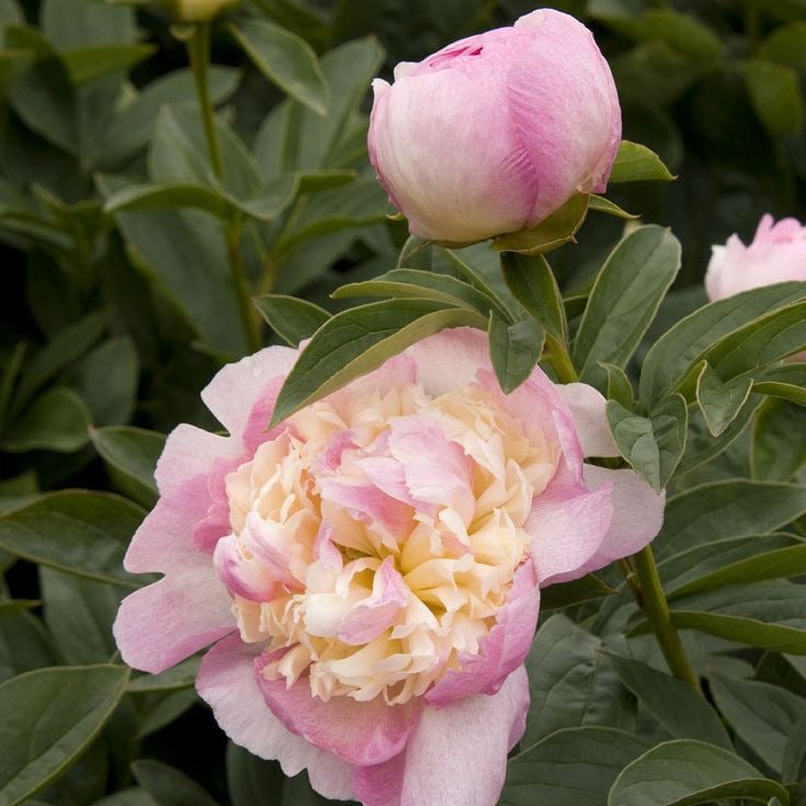 Пион Робайн