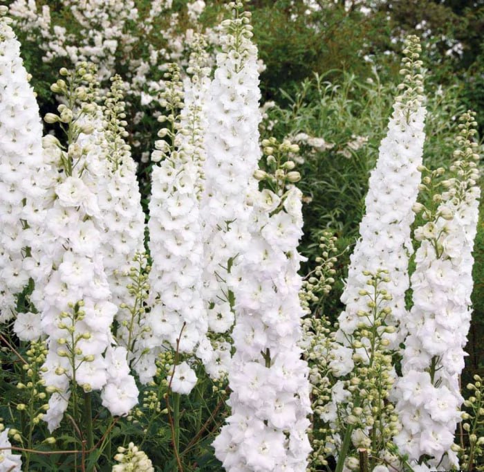 Дельфиниум Алиса