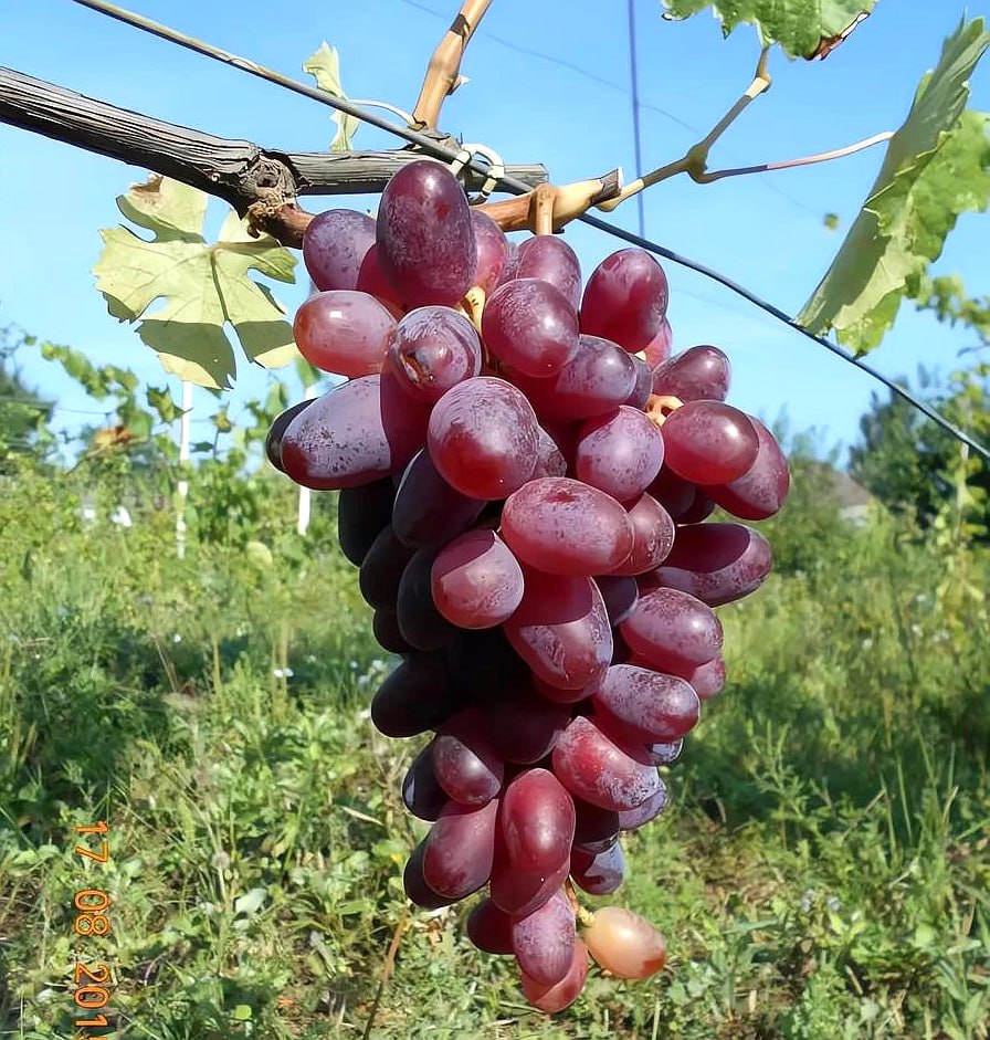 Виноград Эталон