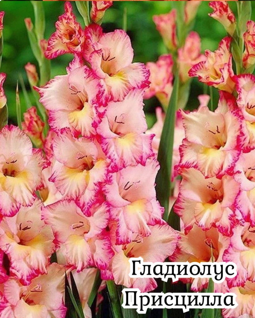 Гладиолус Присцилла