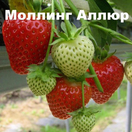 Позднеспелая клубника Моллинг Аллюр