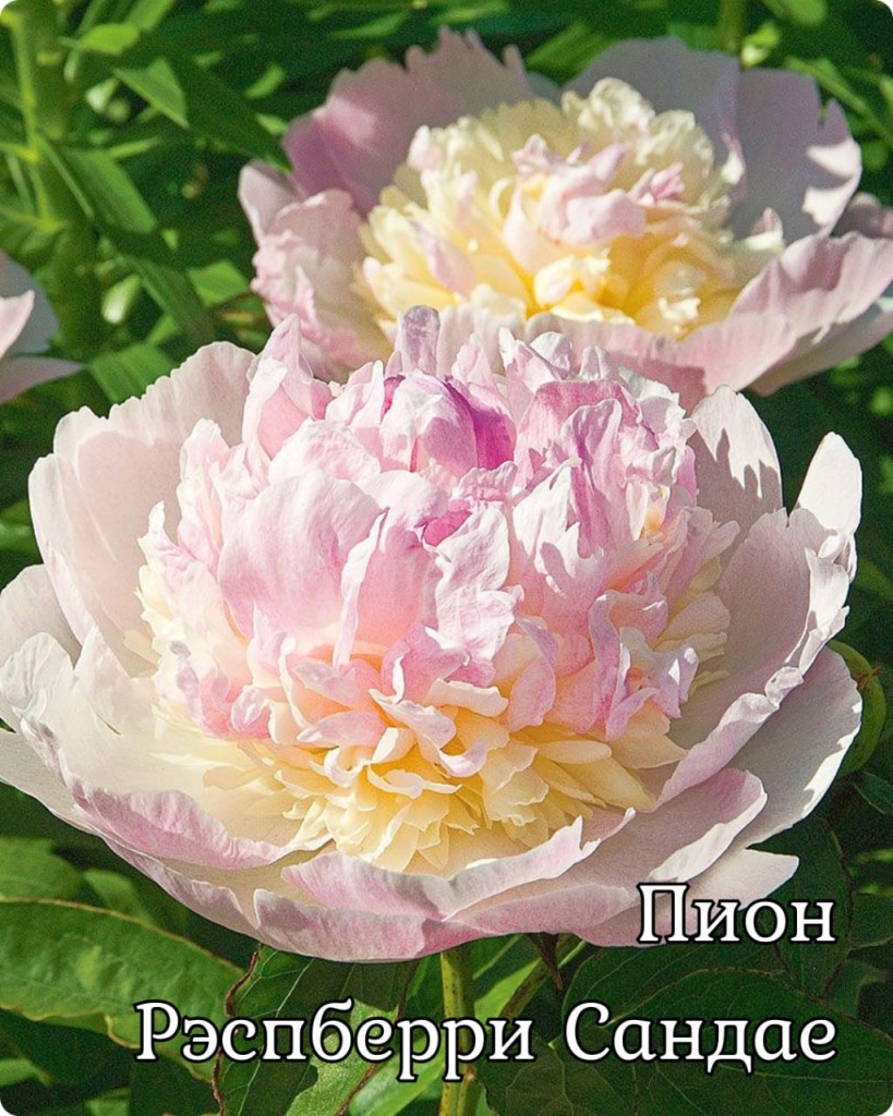 Пион Рэспберри Сандае