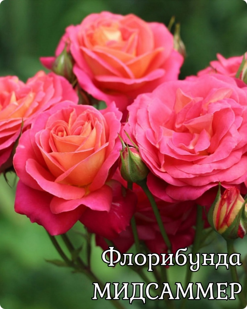 Роза флорибунда Мидсаммер