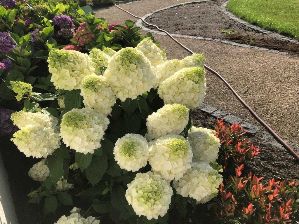 Гортензия метельчатая Мэджикал Монблан