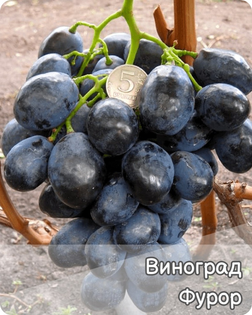 Виноград Фурор