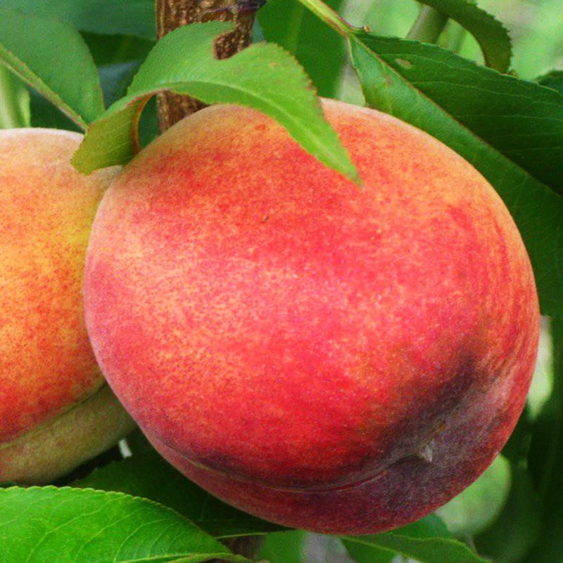 Саженцы персика «Лойко»