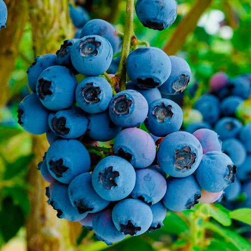 Голубика Река (Reka)