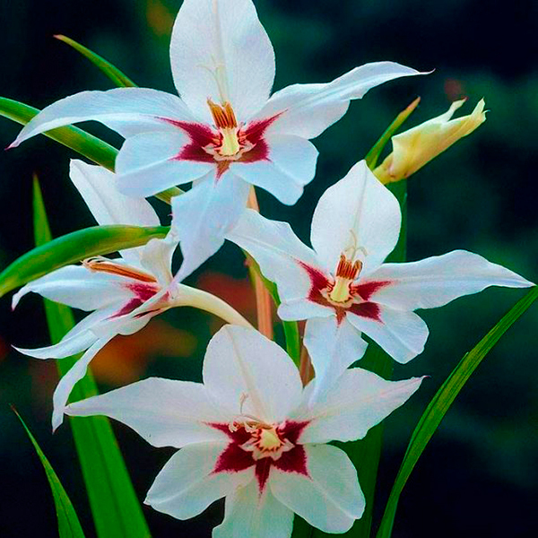 Ацидантера Муриела