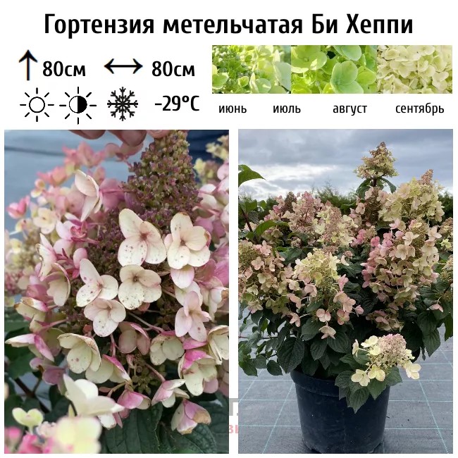 Гортензия метельчатая Bee Happy (Би Хеппи)