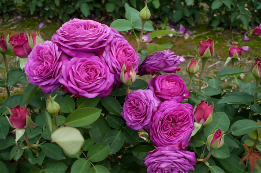 Роза флорибунда Хайди Клум