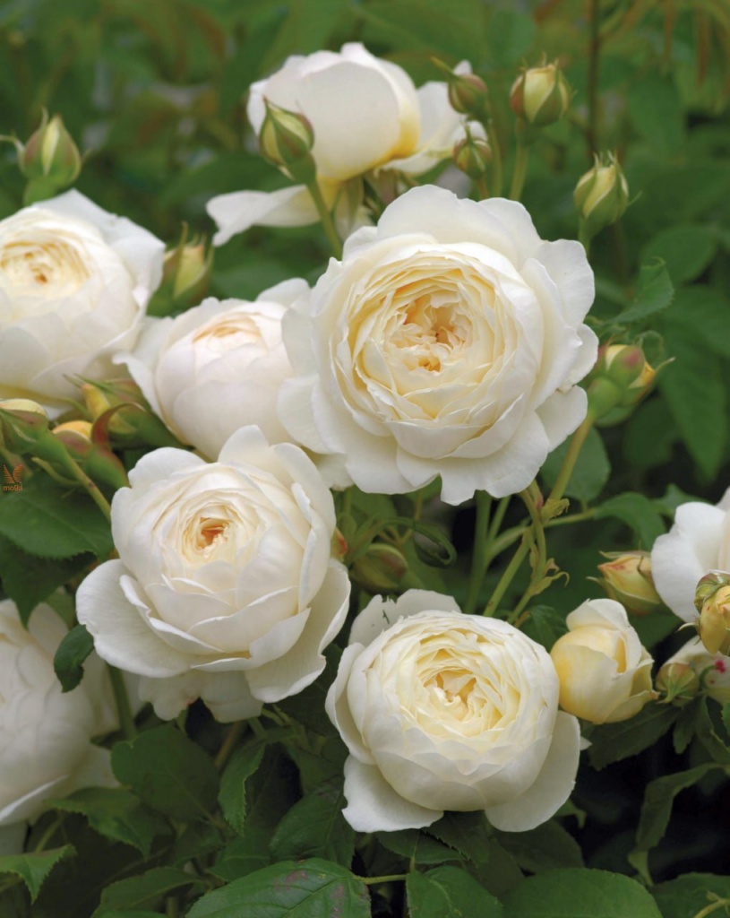 Роза шраб (Английская) Клэр Остин