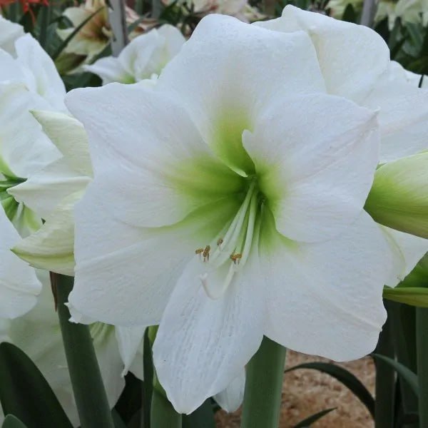 Амариллис Антарктика