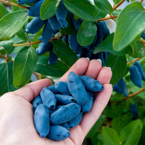 Жимолость Индиго Джем