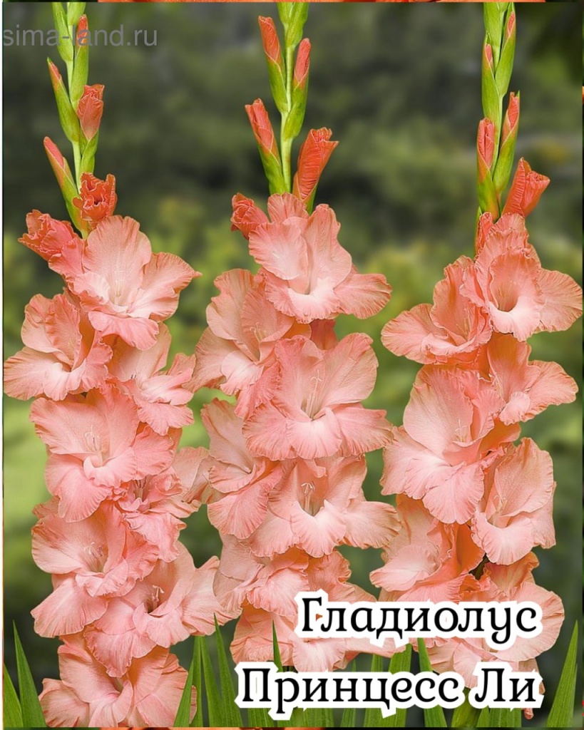 Гладиолус Принцесс Ли