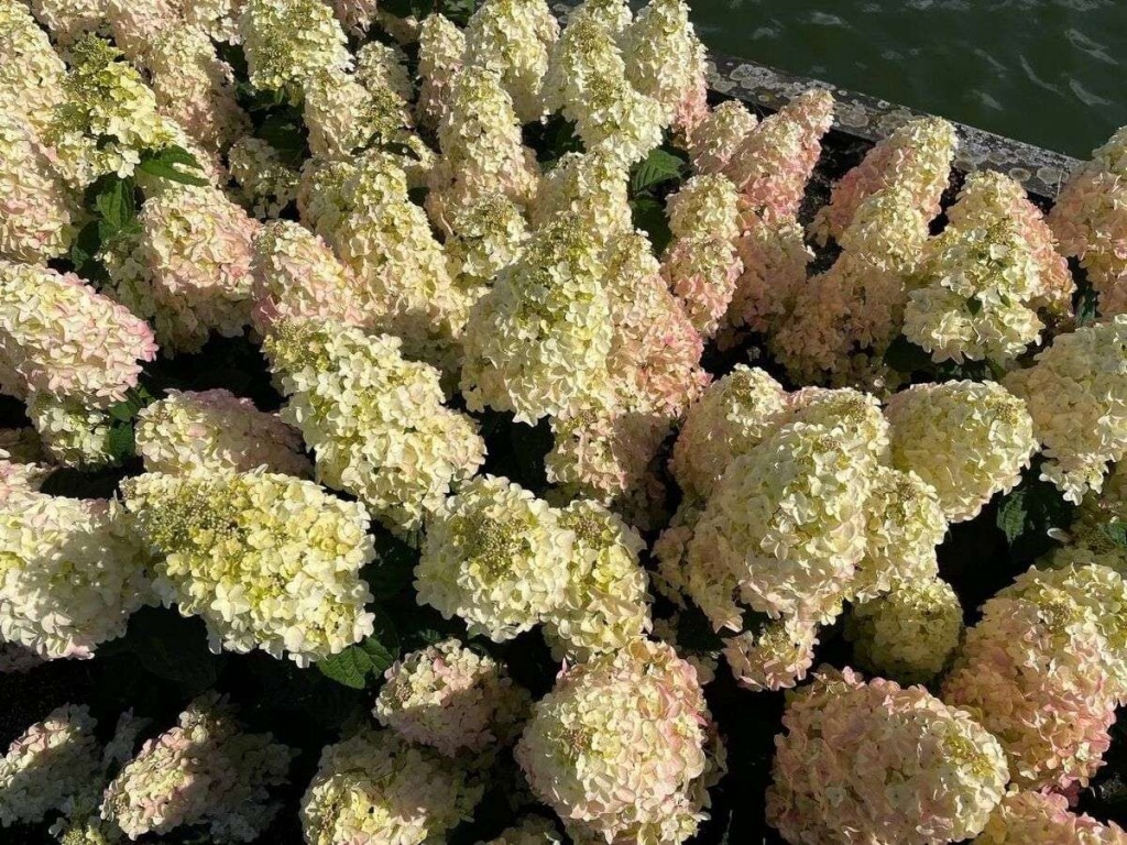 Гортензия метельчатая Bee Sweet (Би Свит)