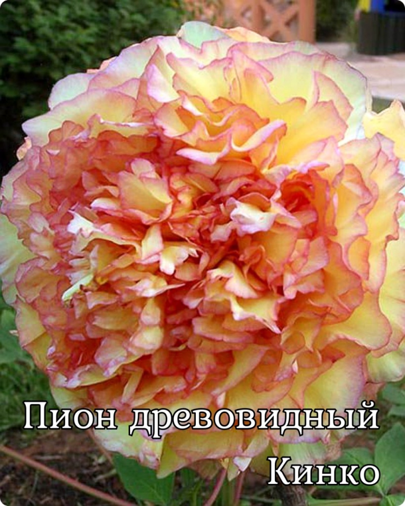 Пион древовидный (привитый на пион травянистый) Кинко