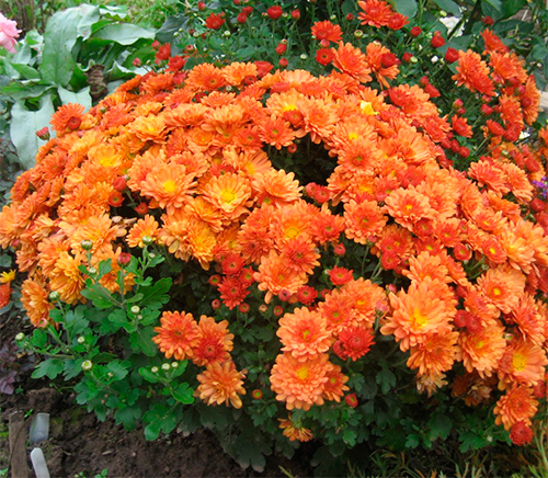 Хризантема Branbeach Orange (№10)