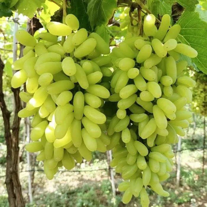 Виноград Ламборджини Кишмиш
