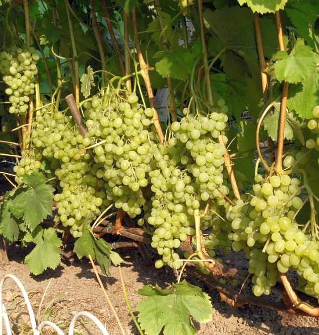 Виноград Алешенькин