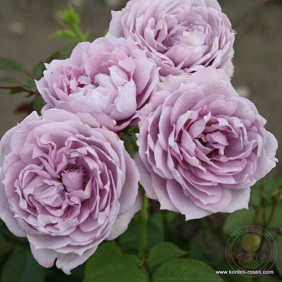 Роза флорибунда Новалис (Novalis)