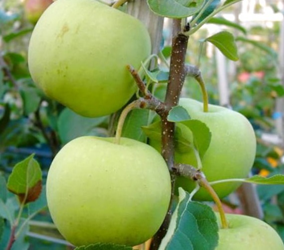 Саженцы яблони «Каштеля»