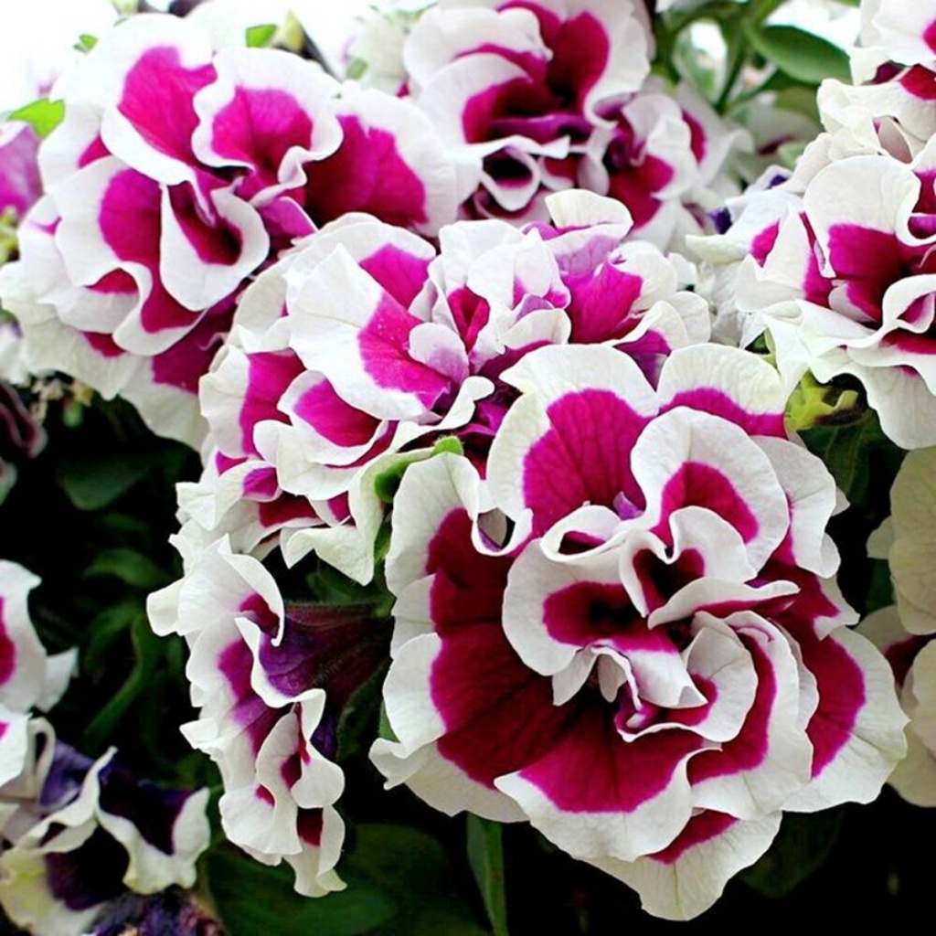 Потуния "Tumbelina Bella"