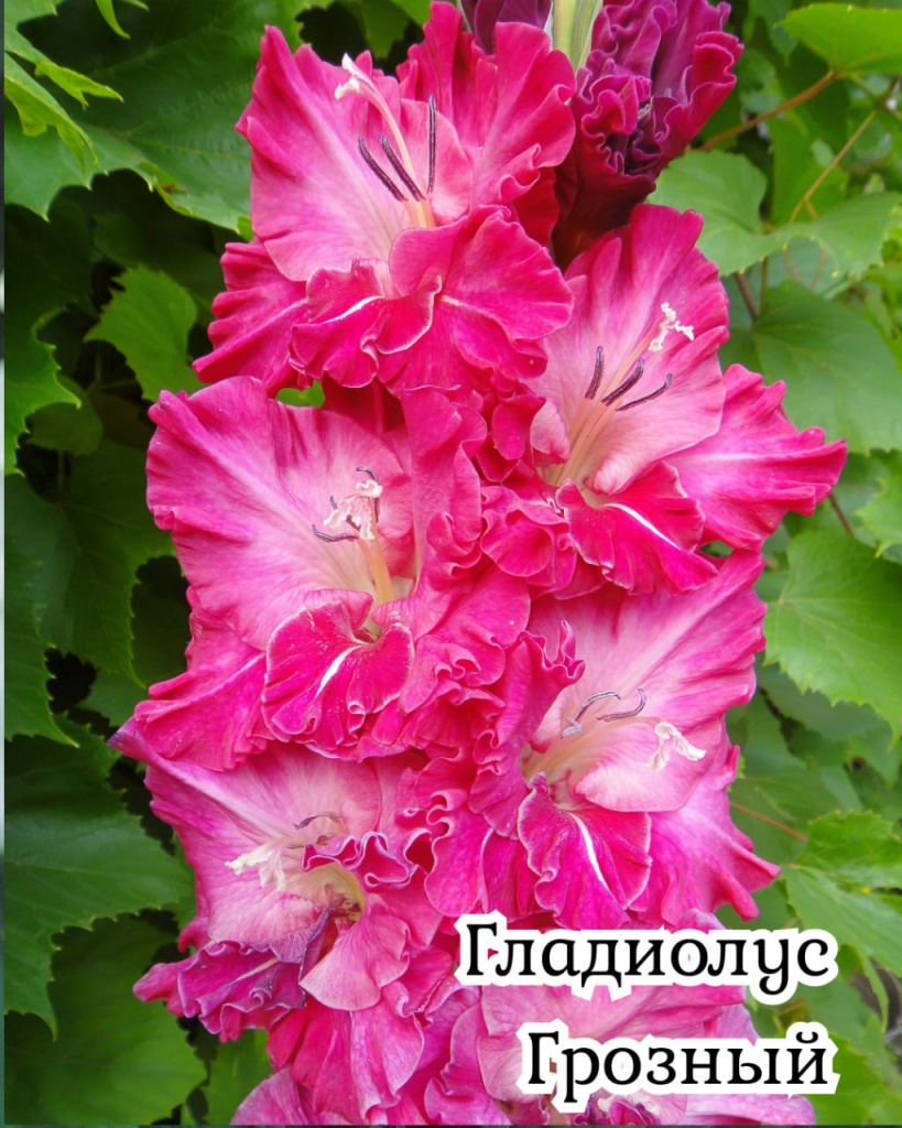 Гладиолус Грозный