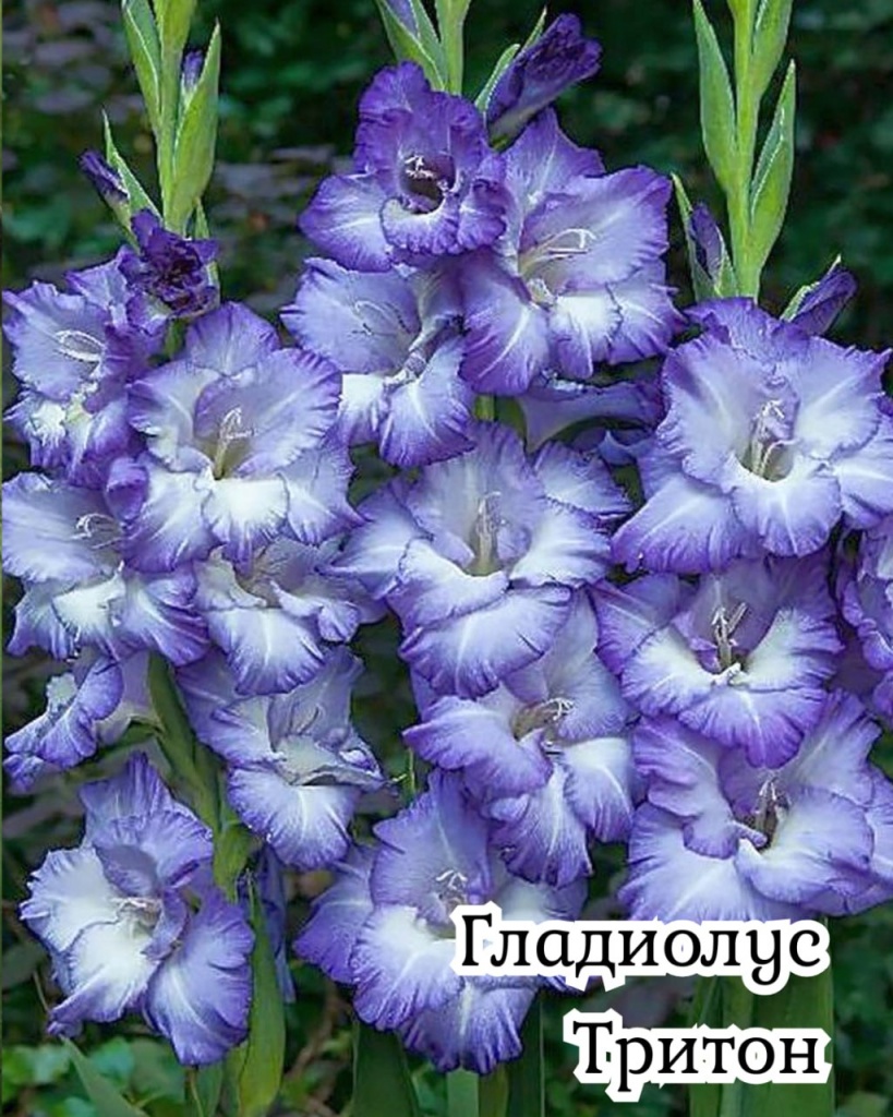 Гладиолус Тритон