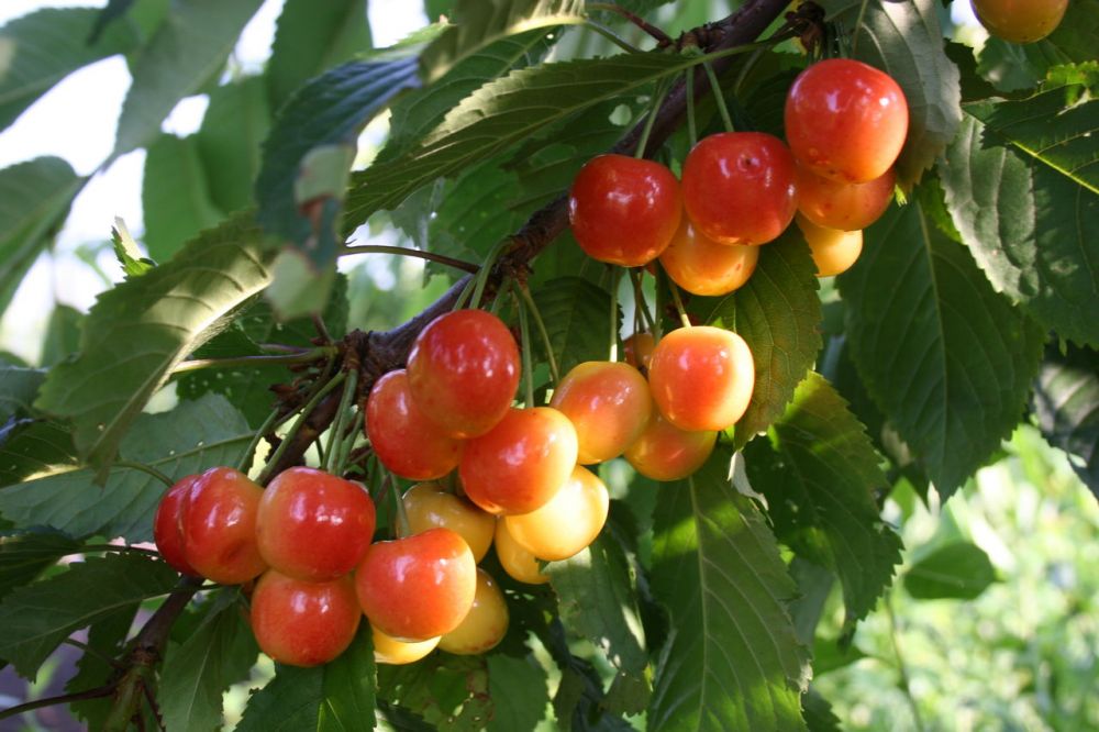 Саженцы черешни «Наслаждение»